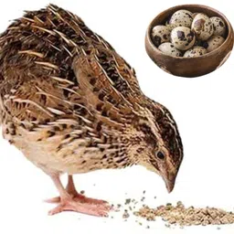 thiru magaram Quail Layer Feed 1 kg Dry Adult Bird Food image 2