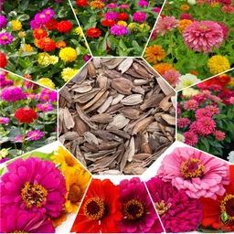 silba Zinnia Seed, Jinnia Seed, Zinia Bij Seed image 1