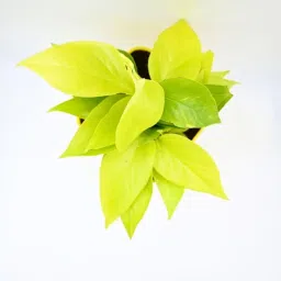 stand master Golden Natural Money Plant With Yellow self watering Pot image 3