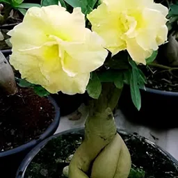 cloud farm Adenium Plant image 3