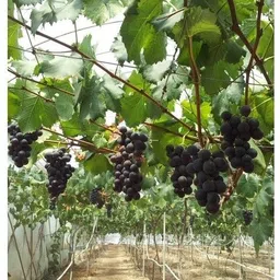 greenyon Grape Plant image 5