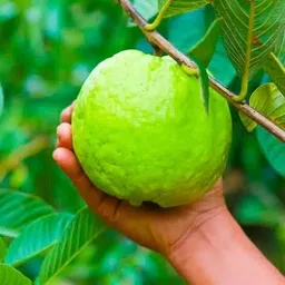 four kg guava Guava Plant-picture-11
