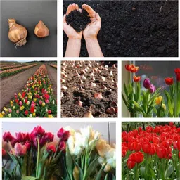 tulip Seed-image-3