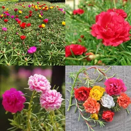 ibains Portulaca seed for growing pack of 86 Seed-picture-33