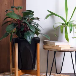 harla arts Love Bite (Medium) Black Porcelain Floor Planters With Stand image 1