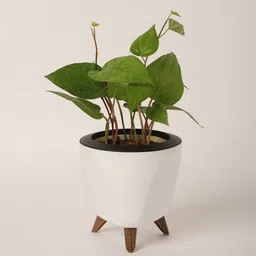 ugaoo Betel leaf (Magai Paan) Plant With Lagos White Plastic Pot image 2