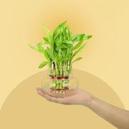 gabbro Two Layer Bamboo Plant image 4