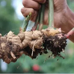 green view Ginger Plant-picture-10