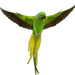 parrots wizard Big Size Sunflower Seed for African Grey & Indian Parrot, Macaw, Cockatoo Nuts 2.85 kg Dry Adult, Young, Senior Bird Food image 4