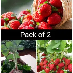 cloud farm Strawberry Plant-picture-15