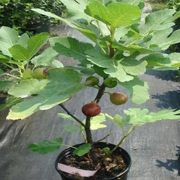 samarthgreens Gular/Cluster Fig Plant-picture-22