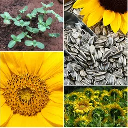 silba Sunflower Seed, Surajmukhi Seed Seed-picture-22