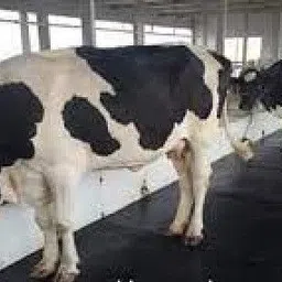 jindal king Long Lasting Ethylene Vinyl Acetate Free Easy Clean Raised Edges Cow, Dog, Hamster, Guinea Pig, Miniature Pig Pet Mat-picture-20