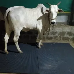 haryana king Mat For Cow, Buffalo, Horse And All Pet Animals black color Cow, Dog, Hamster, Guinea Pig, Miniature Pig Pet Mat-picture-19