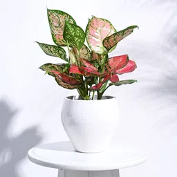 ugaoo White Ceramic Apple Shape Desk Pot Desk Pot image 1