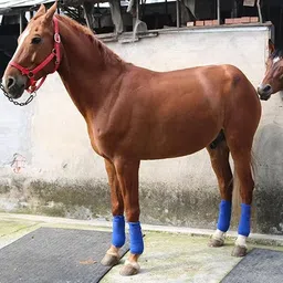 blessing pet product BLESSING COMBO BLUE HORSE RIDING SADDLE WITH FREE BANDAGE 3 M Saddle image 3