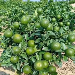 thi grafted sweet malta Sweet Lemon Plant image 3