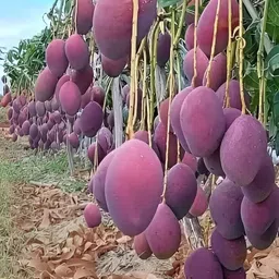 green view Mango Plant-picture-28