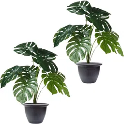 go hooked Artificial Monstera Plant With Nursery Pot | 12 Green Patterned Leaves Artificial Plant with Pot-picture-22