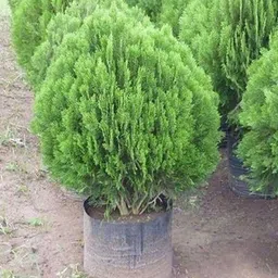 kpbhander Platycladus/Morpankhi Plant image 2