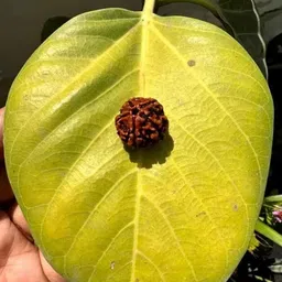 haridwarr 10 Mukhi Rudraksha Original and Natural with Lab Report Silver Wood Pendant Wood Locket image 4