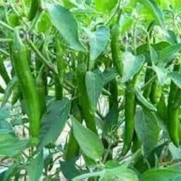 lifelex Green Chilli Pepper Hybrid Seed image 2