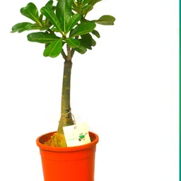 botanikahabra Adenium Plant-picture-47