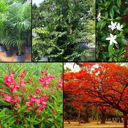 urban products Areca, Fishtail Palm & Flowering Plants Combo | 10g Each | 500+ Seed image 1