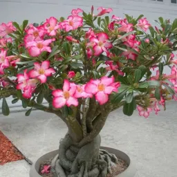 bakuchi Adenium Plant-picture-13