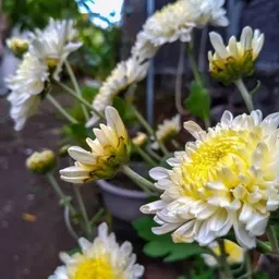 kumubon Chrysanthemums/ Guldavari Plant image 3