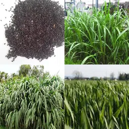 ibains Smart napier grass seed beez 525 Seed-picture-21