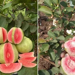 mohomaya Guava Plant image 2