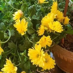 miraclegarden Chrysanthemums/ Guldavari Plant image 3