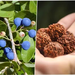 cloud farm Rudraksha Plant image 3