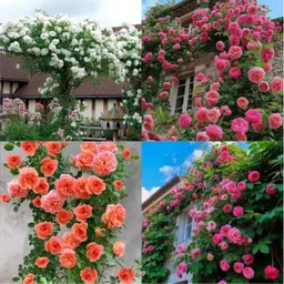 ibains Shoes Elegant Climbing Rose Flower Seeds pack of 27 Seed image 1