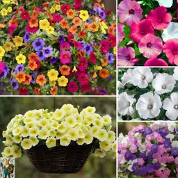 lifelex Petunia Dreams Ros Morn Flower Seed-picture-30