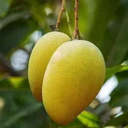 aquinnah Mango Plant-picture-10