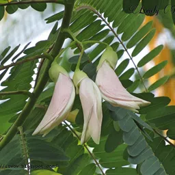 arshiayat agathi seeds, sesbania grandiflora seeds, Agati grandiflora Seed image 2