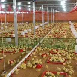 saf 8 L Water Trough image 5