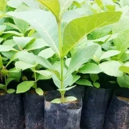 natura greenhouse Teak Plant-picture-21