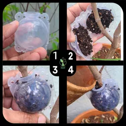littleforest 3 Inch Plastic Rooting Ball 10 PC Transparent Garden Tool Kit image 3