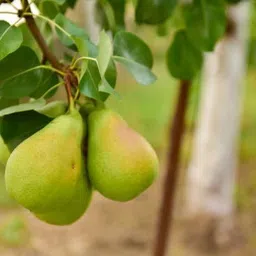 afartiobina Pear Plant-picture-21