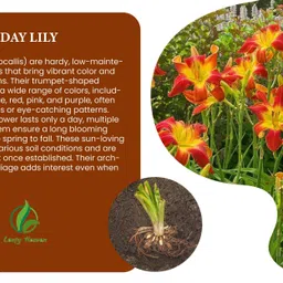 nurseryfriend Day Lily Multicolor flower Bulbs For GArdening Seed image 3