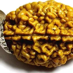 2 MUKHI ORIGINAL RUDRAKSHA NEPALI ORIGINAL Wood Pendant-image-5