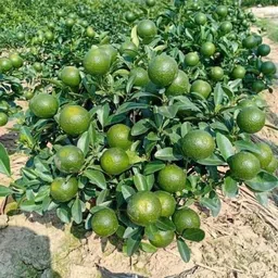 cloud farm Lemon Plant image 2