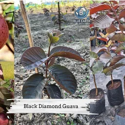 bueearth Guava Plant image 2