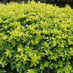 saraswati traders Duranta Plant-picture-24