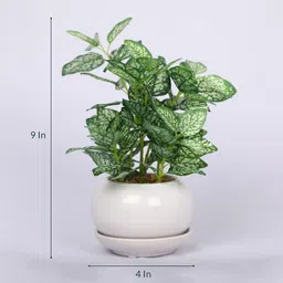 casacraft from pepperfry Green Artificial Bonsai Plant with Pot image 3