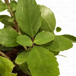 cloud farm Bryophyllum Pinnatum/Patharchatta Plant image 2