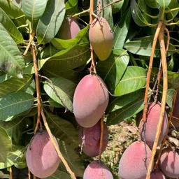 breezy blooms Mango Plant-picture-22